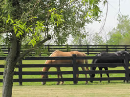 Horses Grazing in Lovely Boyle County, Kentucky